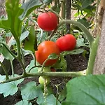 Marijam-haus Homestay *