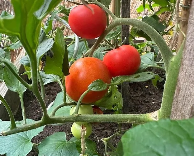 Marijam-haus ホームステイ *